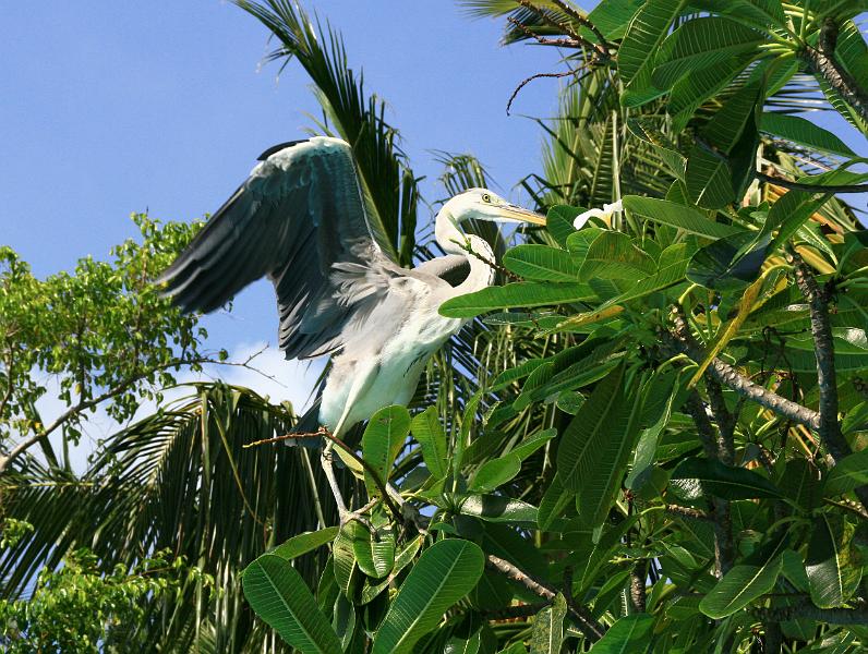 Kuramathi (164).jpg